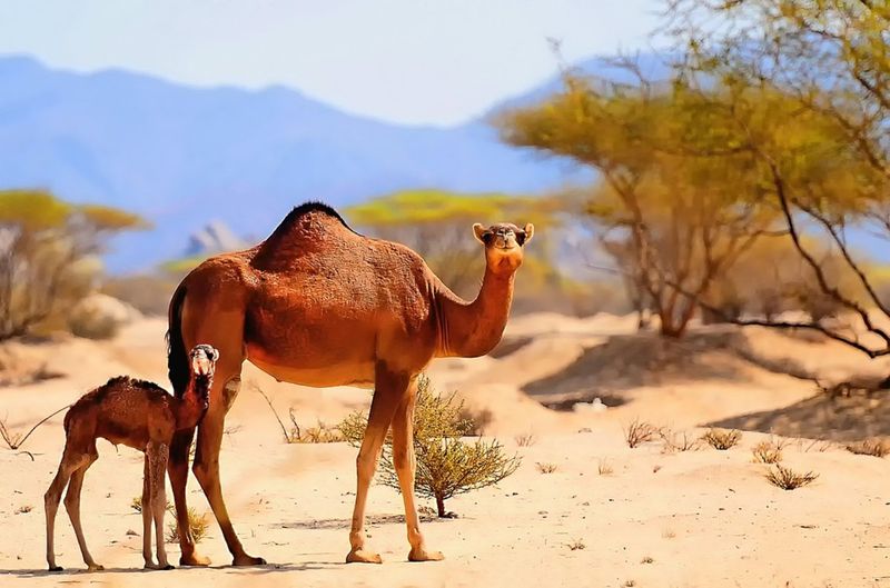 Camels: Desert Endurance Champions