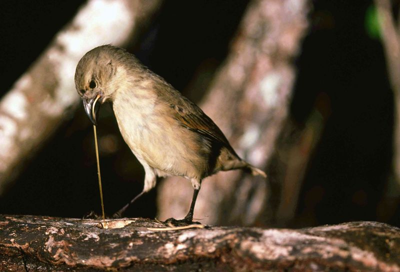 Cactus Spine Surgeons: Galapagos Finches