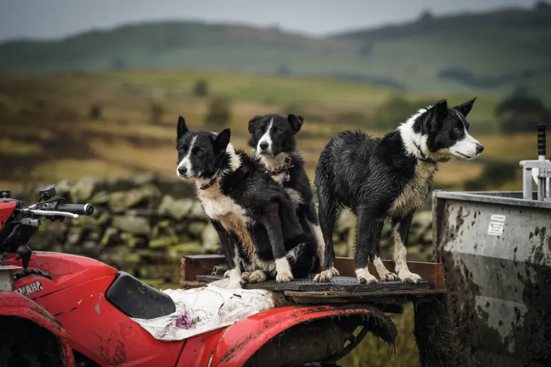 Helicopter Pet: The Border Collie