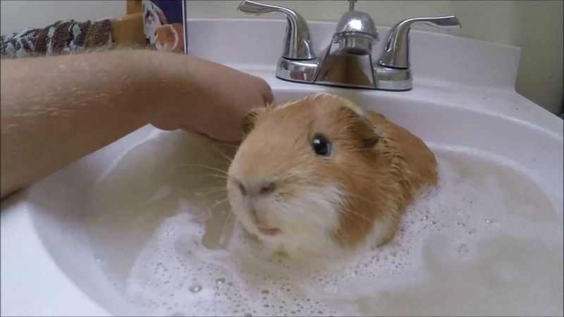 Humidity Makes Heat Worse For Piggies