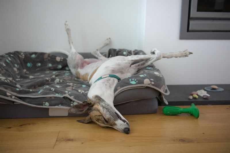 Greyhounds: Sprinters Not Marathoners