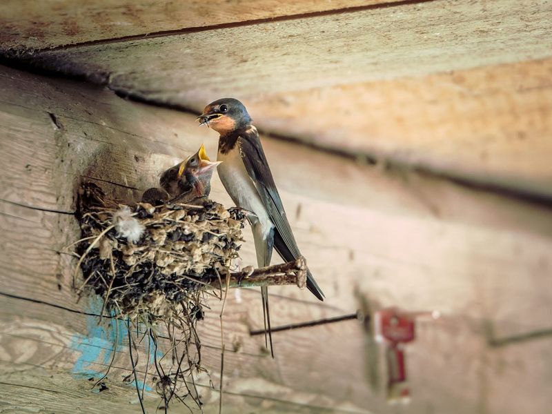 Return Visits: Some Fledglings Come Back To Sleep