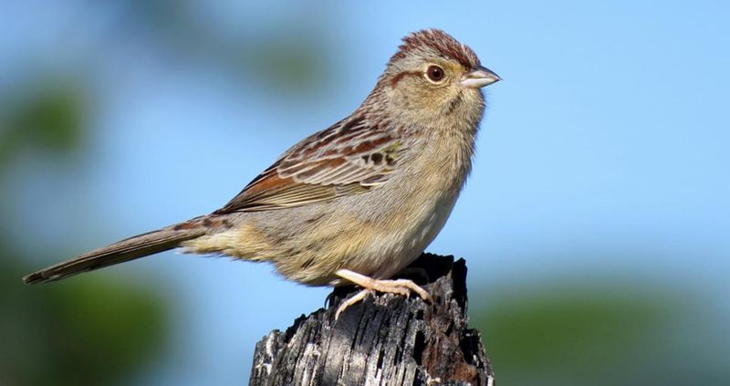 Bachman's Sparrow