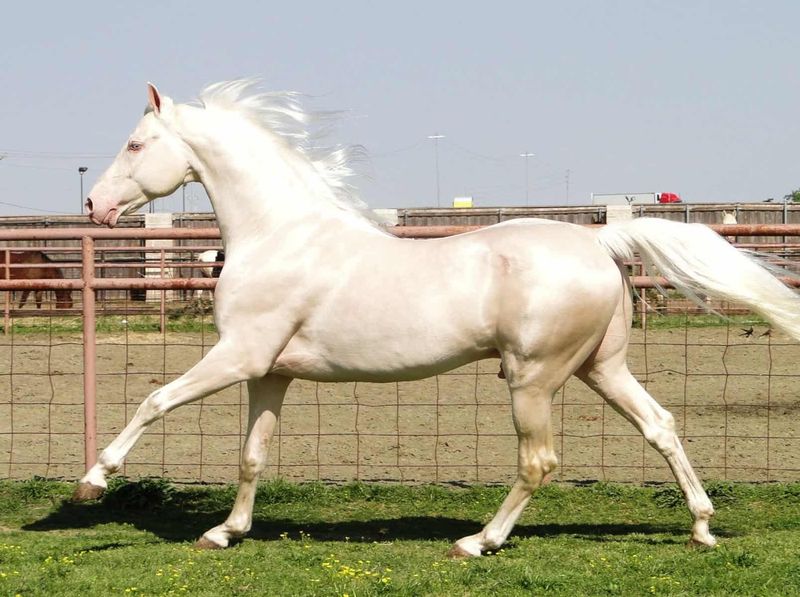 Cremello