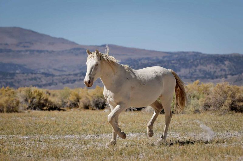 Mustang: Wild Spirit Of The West