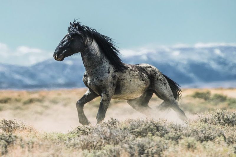 Mustang: Untamed Spirit