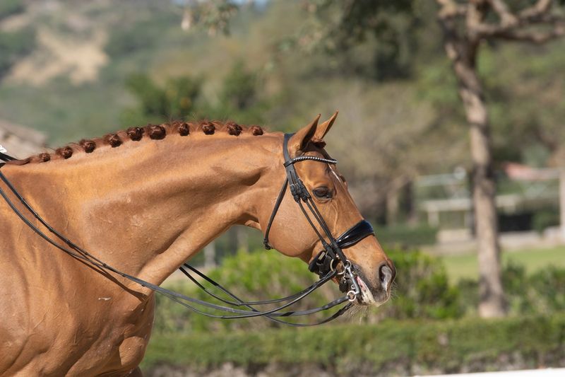 Hanoverian