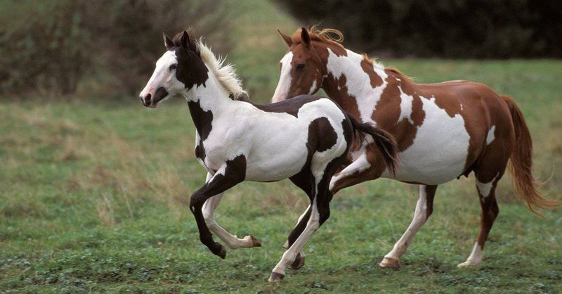 Paint Horses: Canvas Of Colors At Reasonable Rates