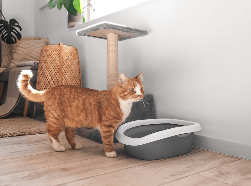 Litter Box Avoidance Vs. Indoor Accidents