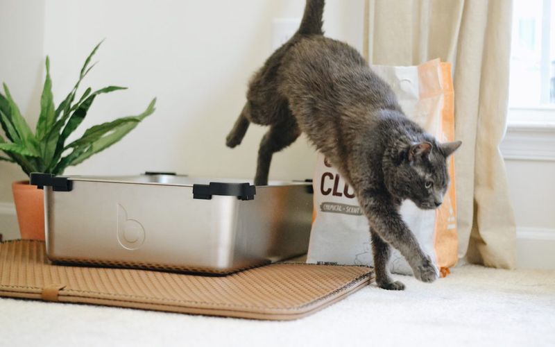Litter Box Clues