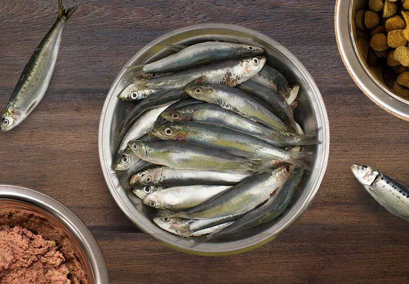 Sardine Water Supplement
