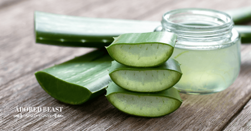 Aloe Vera Gel Cools Hot Spots