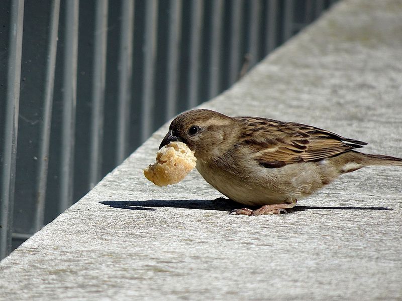 Stale Bread Crumbs: Classic Bird Offerings