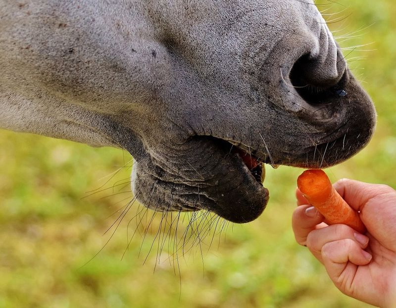 Carrots