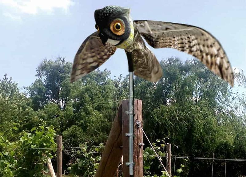 Install Owl Decoys