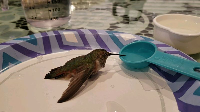 Offer Water Or Sugar Water To Help The Hummingbird