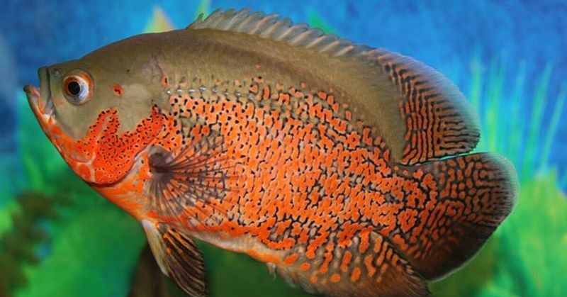Oscar Fish Have Been Found In Michigan