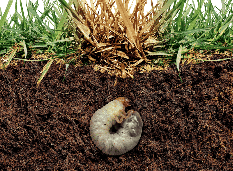 Root Nibblers