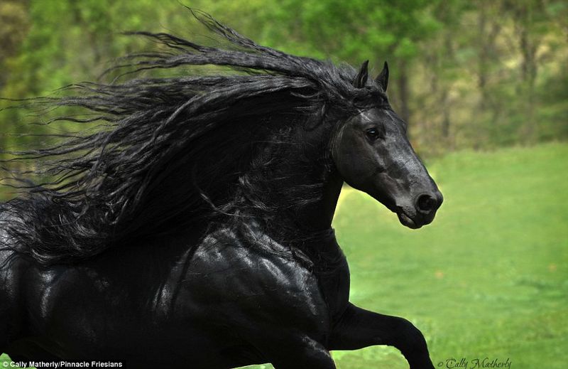 Friesian