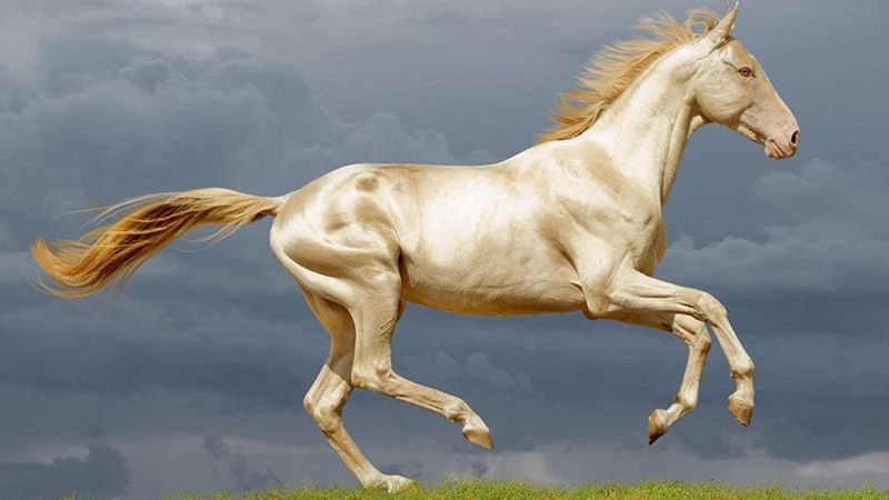 Akhal-Teke: The Golden Daredevil