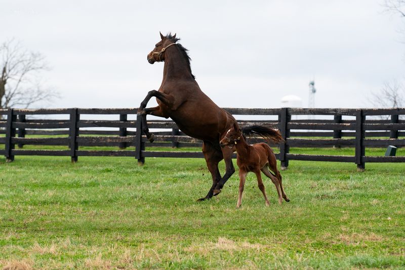 Thoroughbred: From Racetrack To Ranch