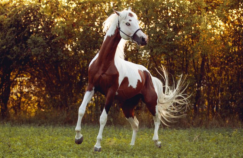 American Paint Horse (Texas)