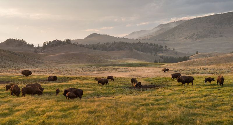 American Bison – Prairie Comeback King