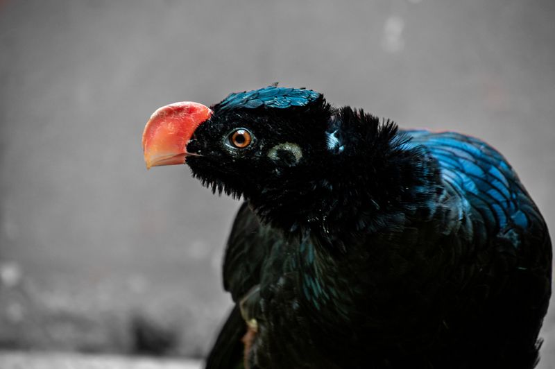 Alagoas Curassow