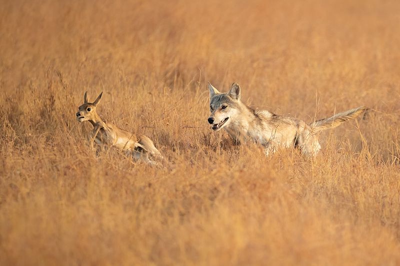 Indian Plains Wolf - The Grassland Mini