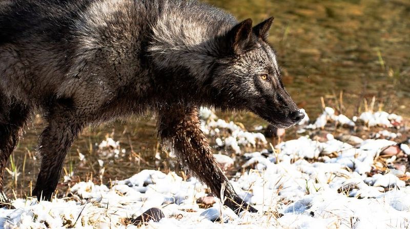 Alaskan Interior Wolf - The Denali Nomad