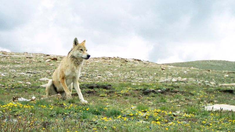 The Himalayan Wolf's Thin-Air Advantage