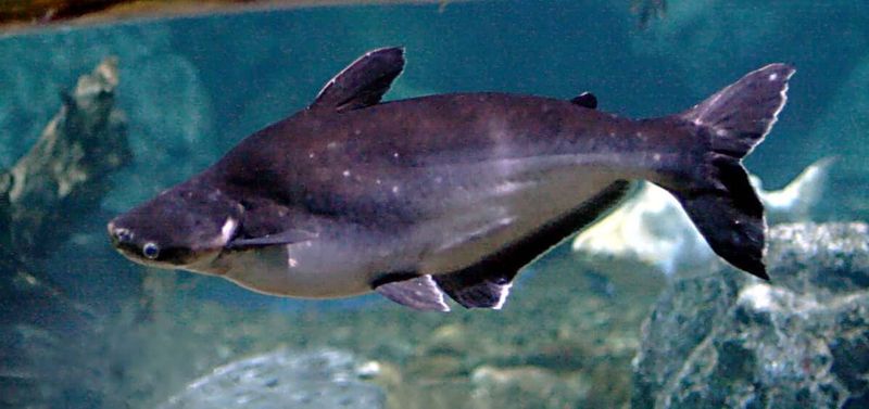 Iridescent Shark: The Tank-Buster Catfish