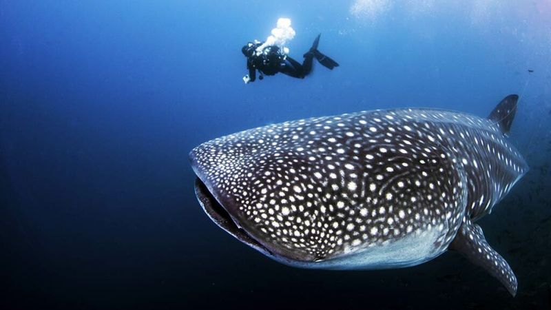 Whale Sharks