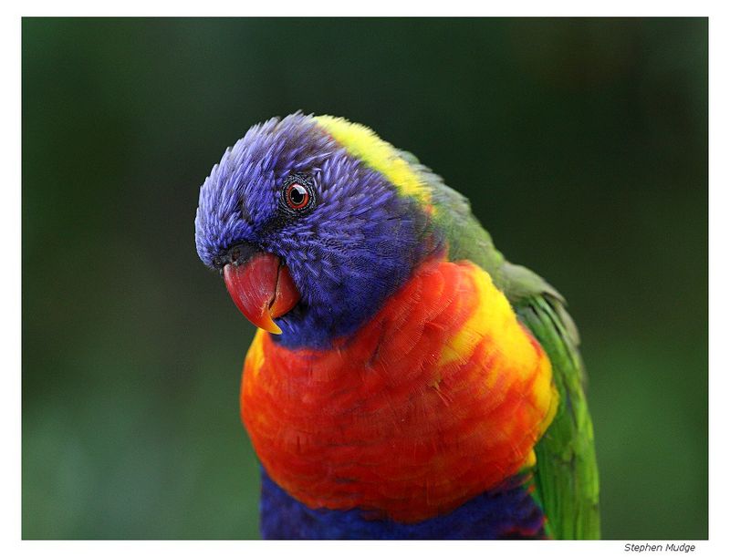 Stephen's Lorikeet – Lost Rainbow Of Remote Islands
