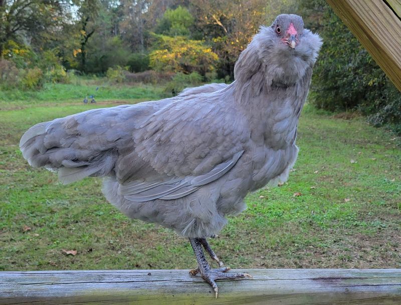 Ameraucana: The Easter Egg Expert