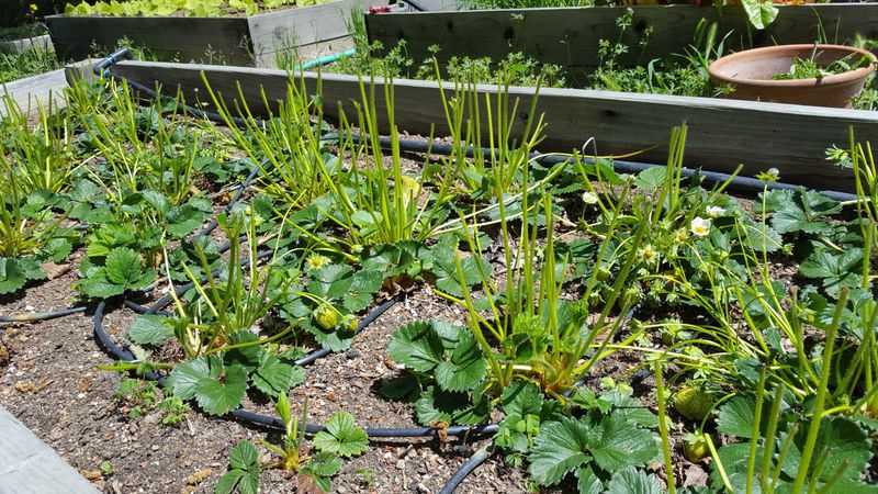 Strawberries: Sweet Temptations