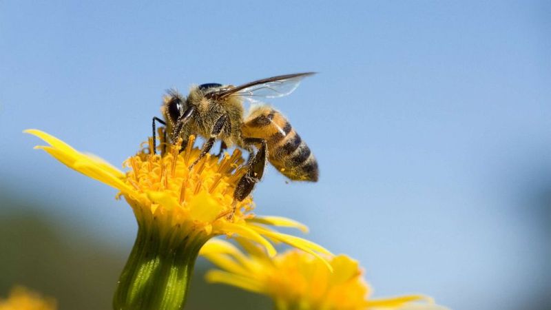 Foragers: The Grocery Shoppers