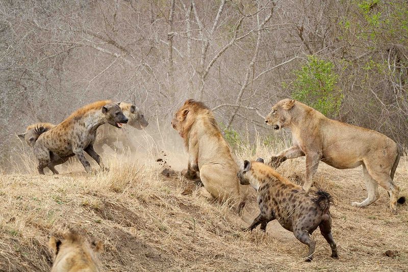 Spotted Hyena