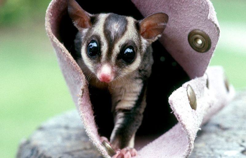 Sugar Gliders: Pocket-Sized Plushies