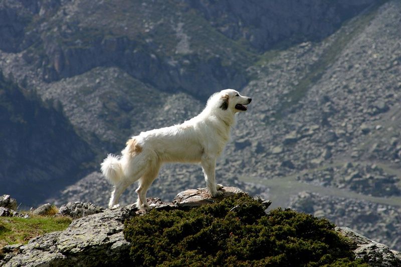 Mountain Sentinels: Great Pyrenees