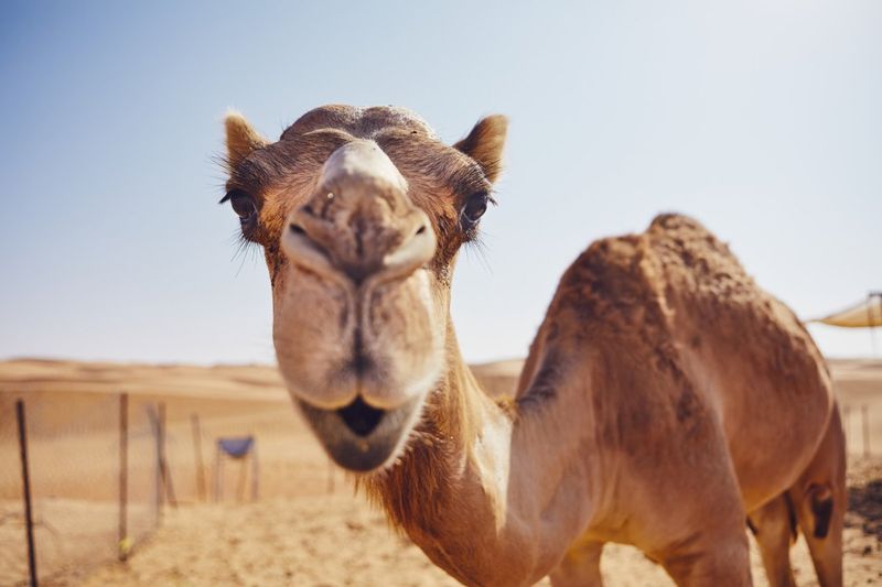 Desert Drifters To Family Members