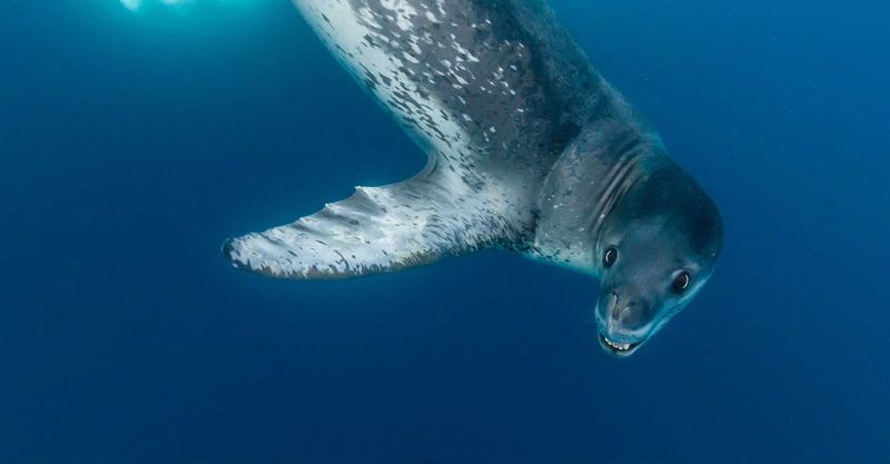 Leopard-Spotted Predators: Leopard Seals