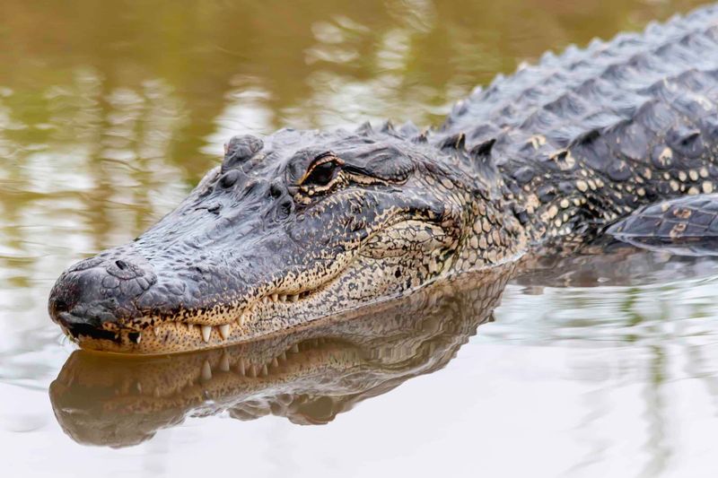 Mississippi Alligators Are Smaller Than Their Florida Cousins