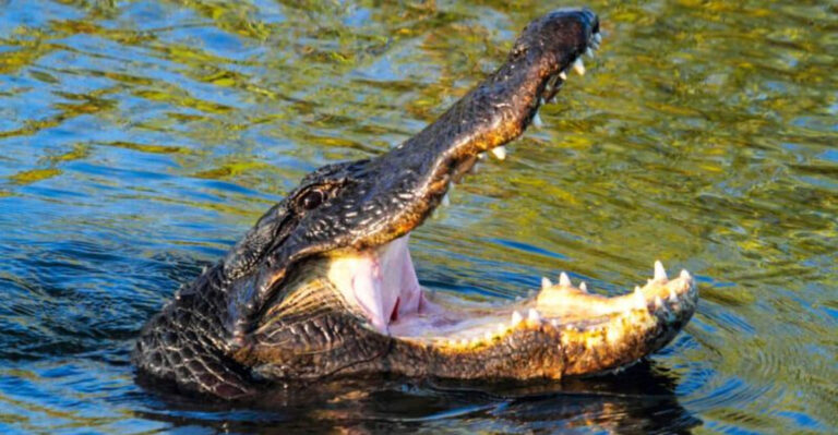 Are Mississippi River Alligators As Dangerous As People Think?