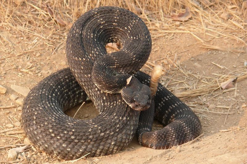 Snake Myths That Don't Hold Up