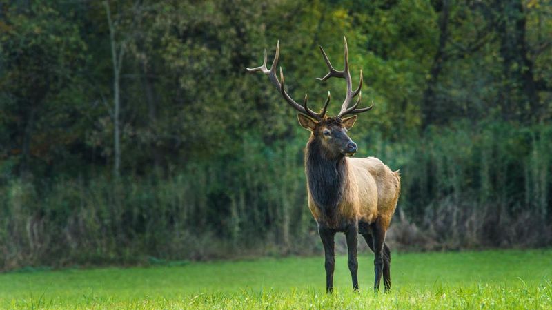 Arkansas – Buffalo National River