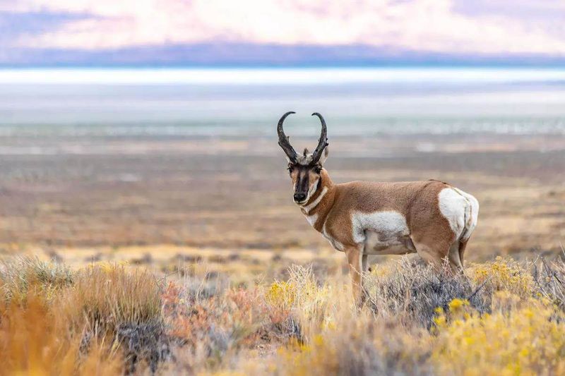 New Mexico's Vanishing Pronghorn