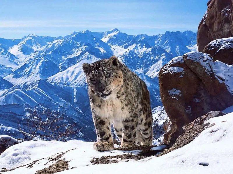 Snowy Peaks Of Siberia
