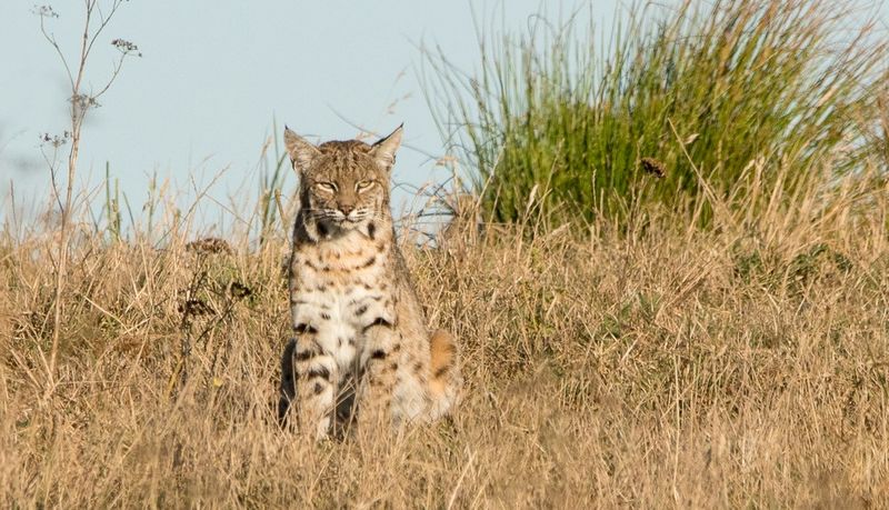 California's Widespread Wildcats