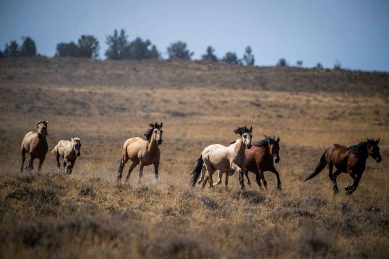 California's Majestic Modoc Plateau Mustangs